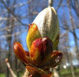 Aesculus hippocastanum. Раскрывающаяся почка. Санкт-Петербург, Петергоф, парк. 03.05.2010.