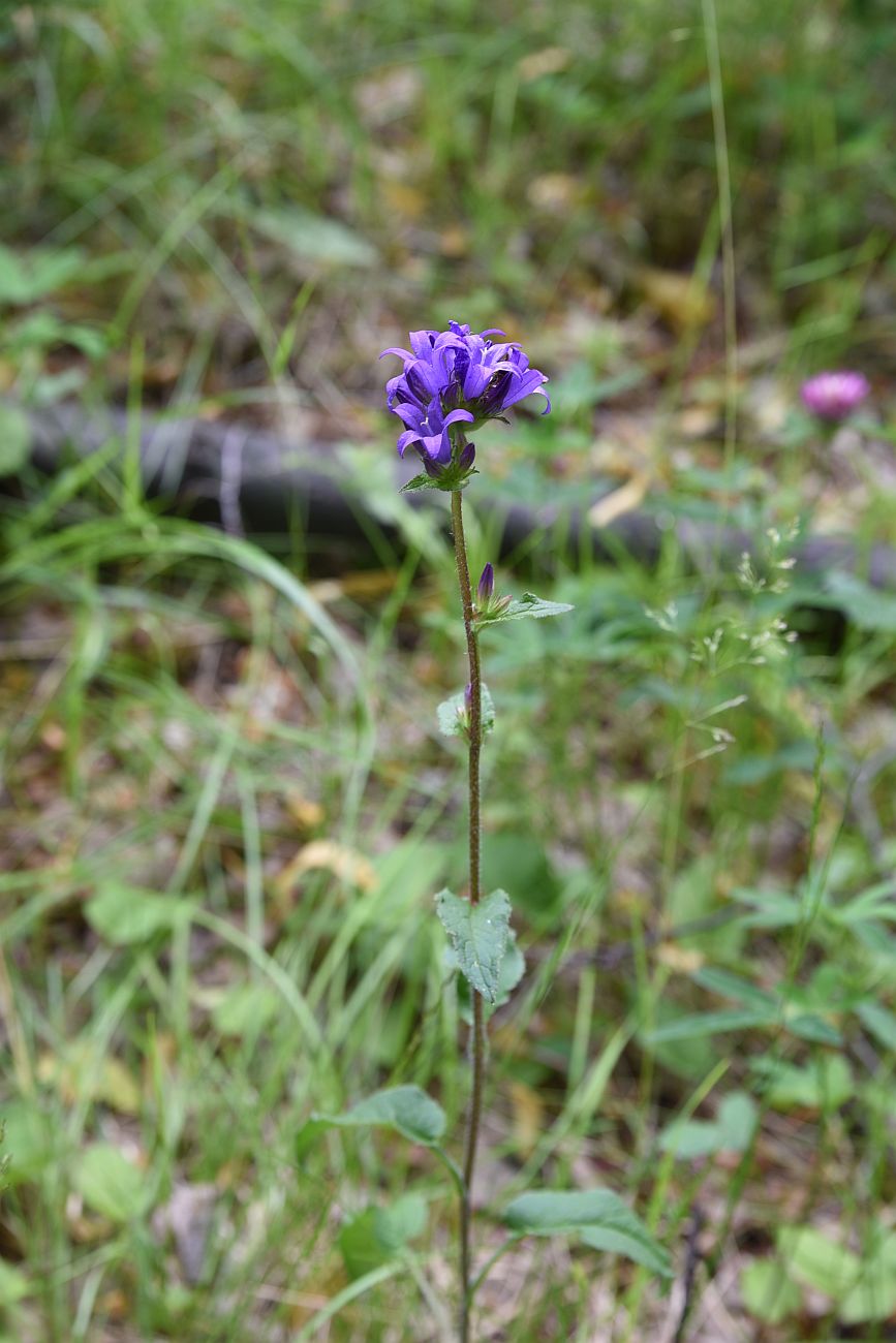 Изображение особи Campanula glomerata.