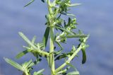 Artemisia littoricola