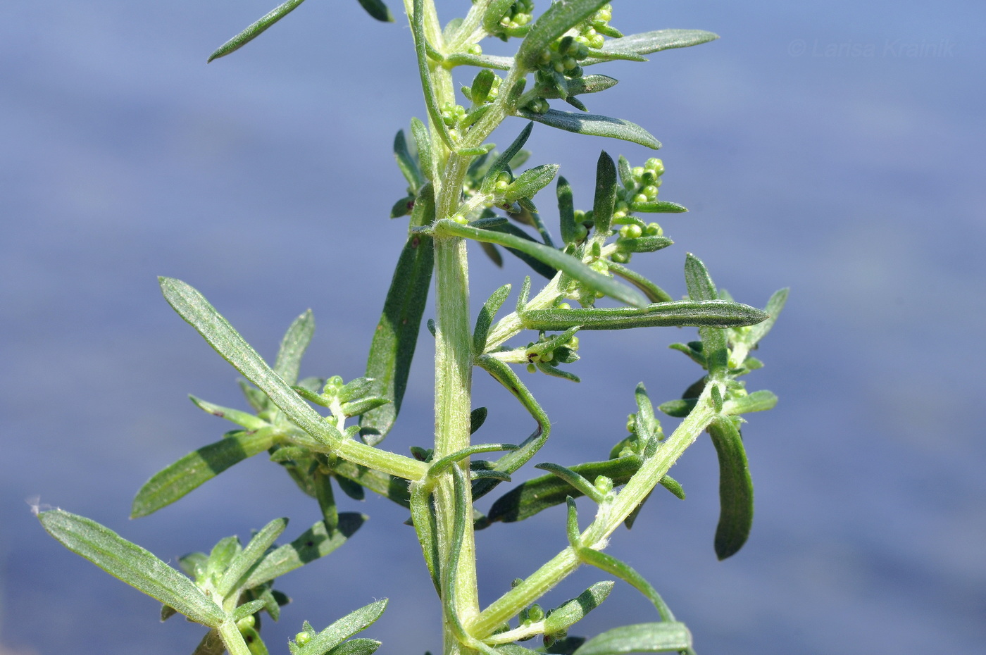 Изображение особи Artemisia littoricola.