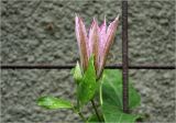 Image of taxon representative. Author is Виталий Гуменюк
