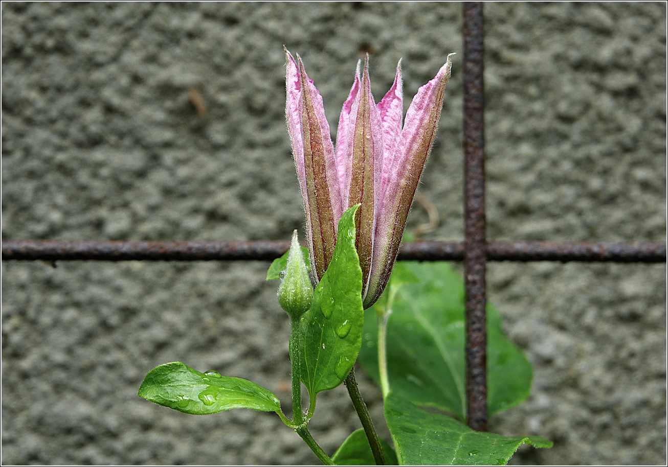 Image of Clematis × jackmanii specimen.