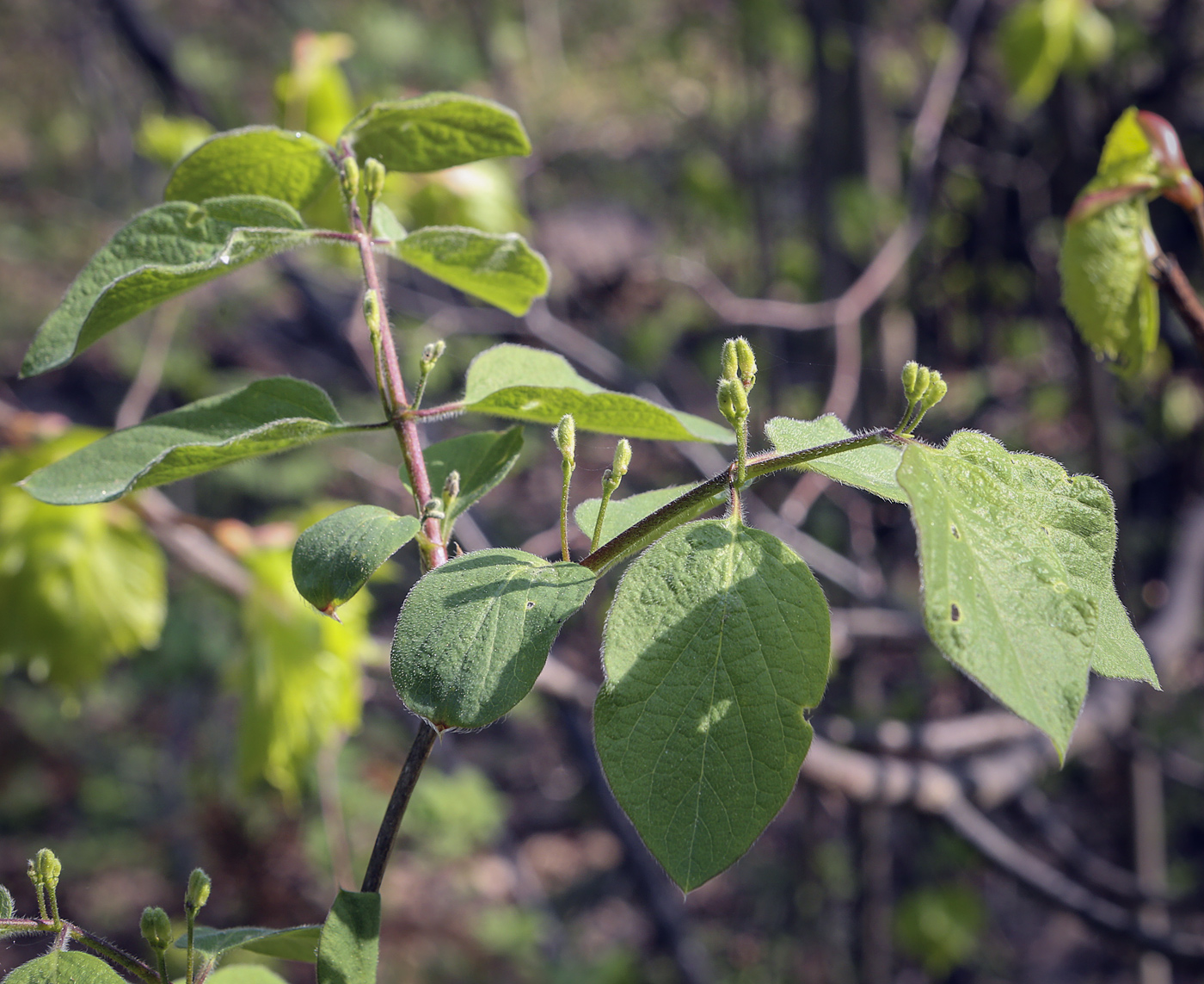 Изображение особи Lonicera xylosteum.