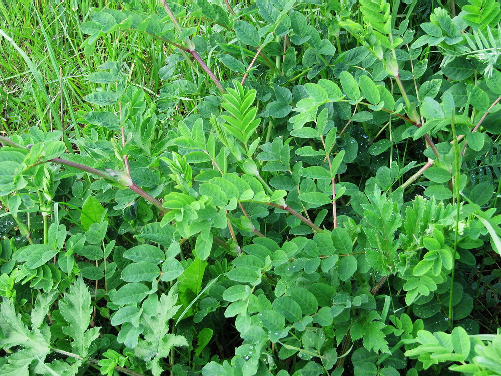 Image of Astragalus glycyphyllos specimen.