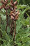 genus Orobanche