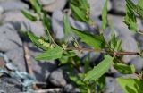 Atriplex subcordata