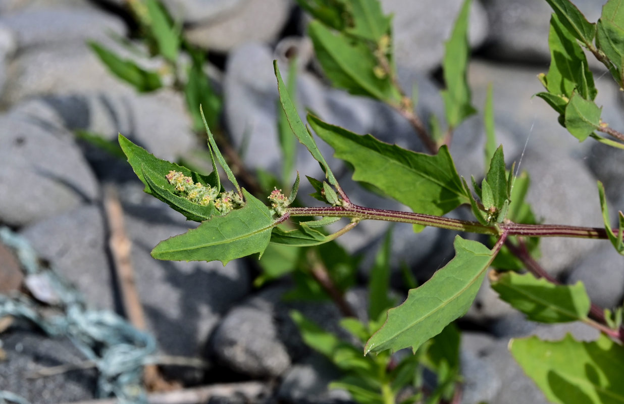 Image of Atriplex subcordata specimen.