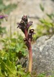 Orobanche gamosepala