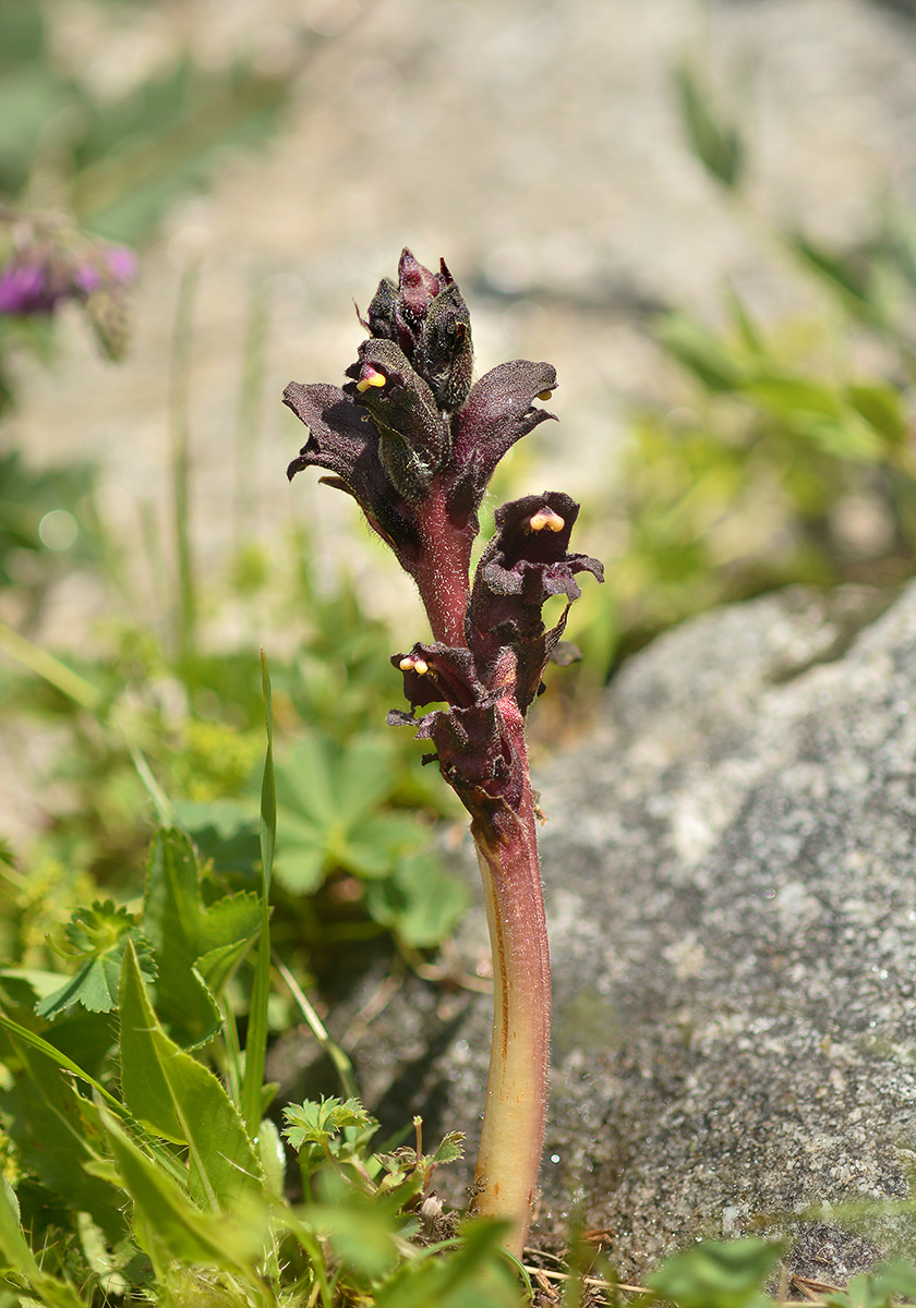 Image of Orobanche gamosepala specimen.