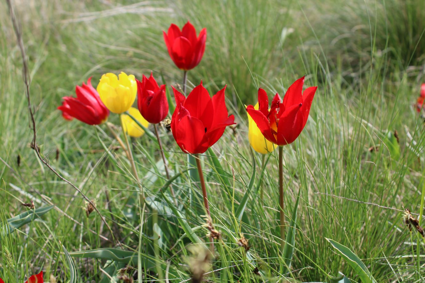 Изображение особи Tulipa suaveolens.