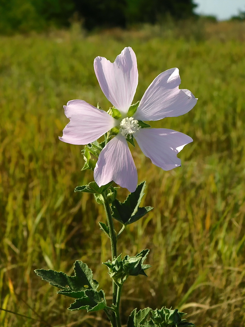 Image of Malva thuringiaca specimen.