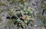Cousinia speciosa. Расцветающее растение в сообществе с Carex и Oxytropis. Киргизия, Ошская обл., Памир, Заалайский хр., берег оз. Тулпар-Кёль, ≈ 3600 м н.у.м., каменистый склон. 04.07.2022.