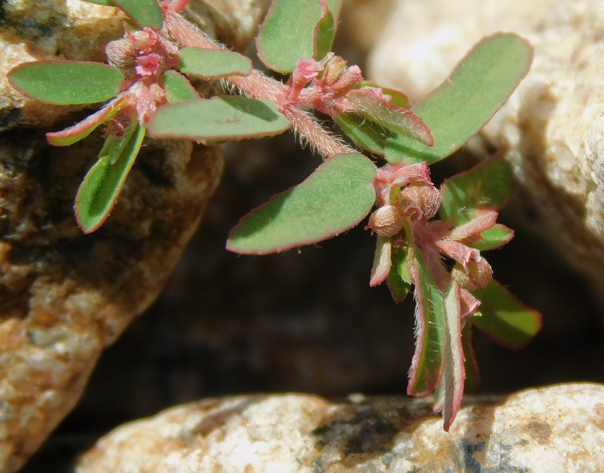 Изображение особи Euphorbia maculata.