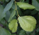 Ulmus laevis