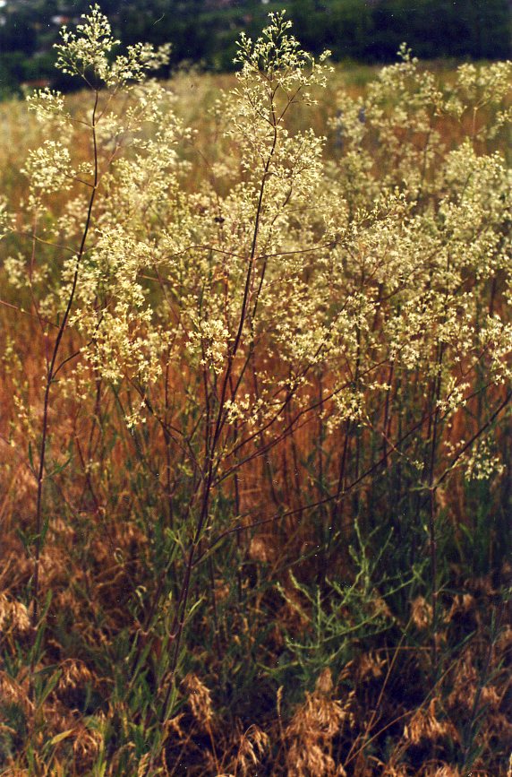 Image of Silene wolgensis specimen.