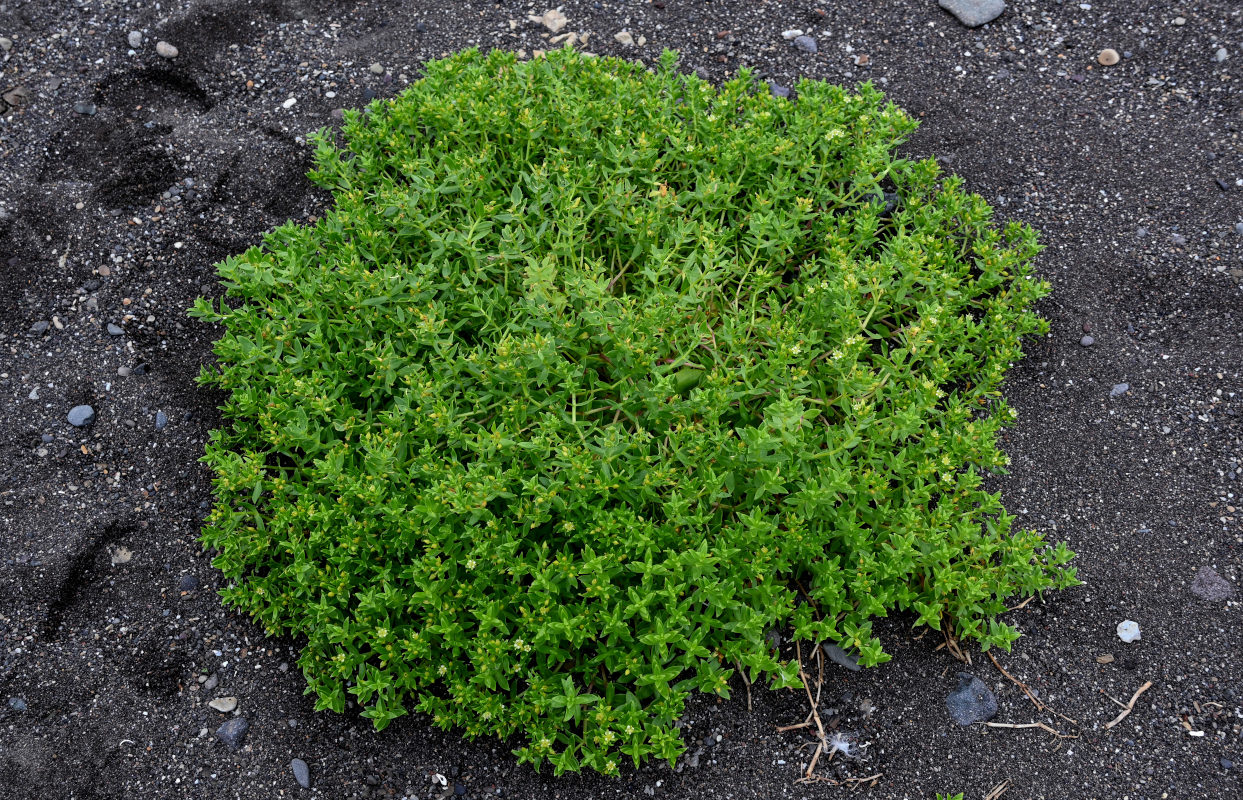 Image of Honckenya peploides ssp. major specimen.