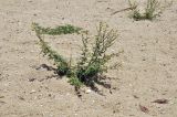 Cleome viscosa. Цветущее и плодоносящее растение. Вьетнам, провинция Кханьхоа, окр. г. Нячанг, остров Орхидей (Hoa Lan), песчаный пляж. 07.09.2023.