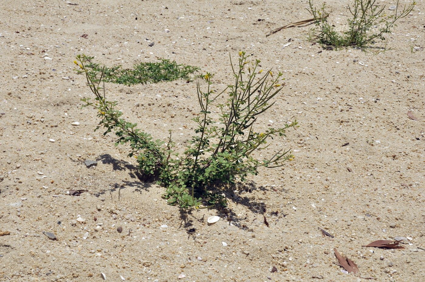Image of Cleome viscosa specimen.
