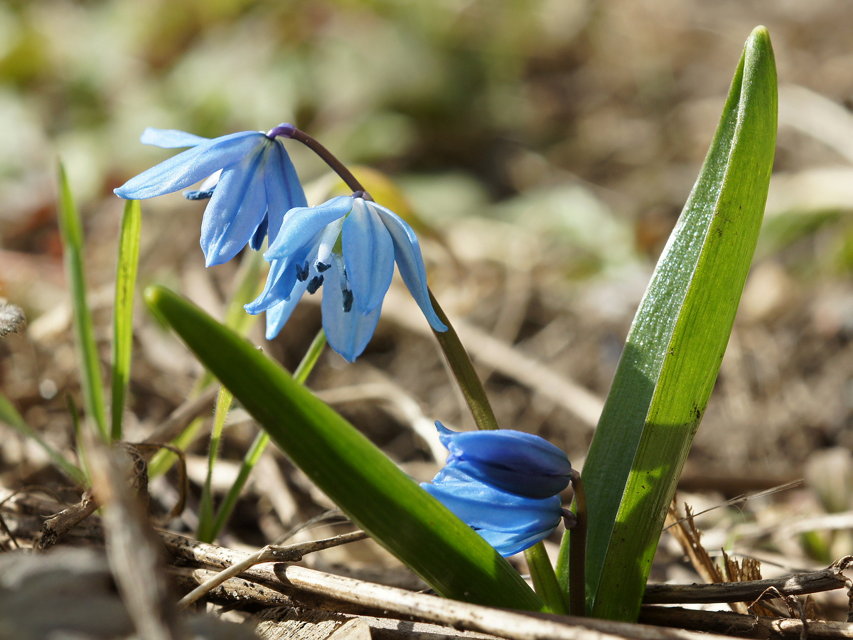 Image of Scilla siberica specimen.