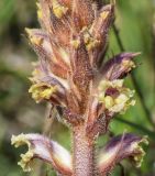 genus Orobanche