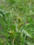 Carex pallescens