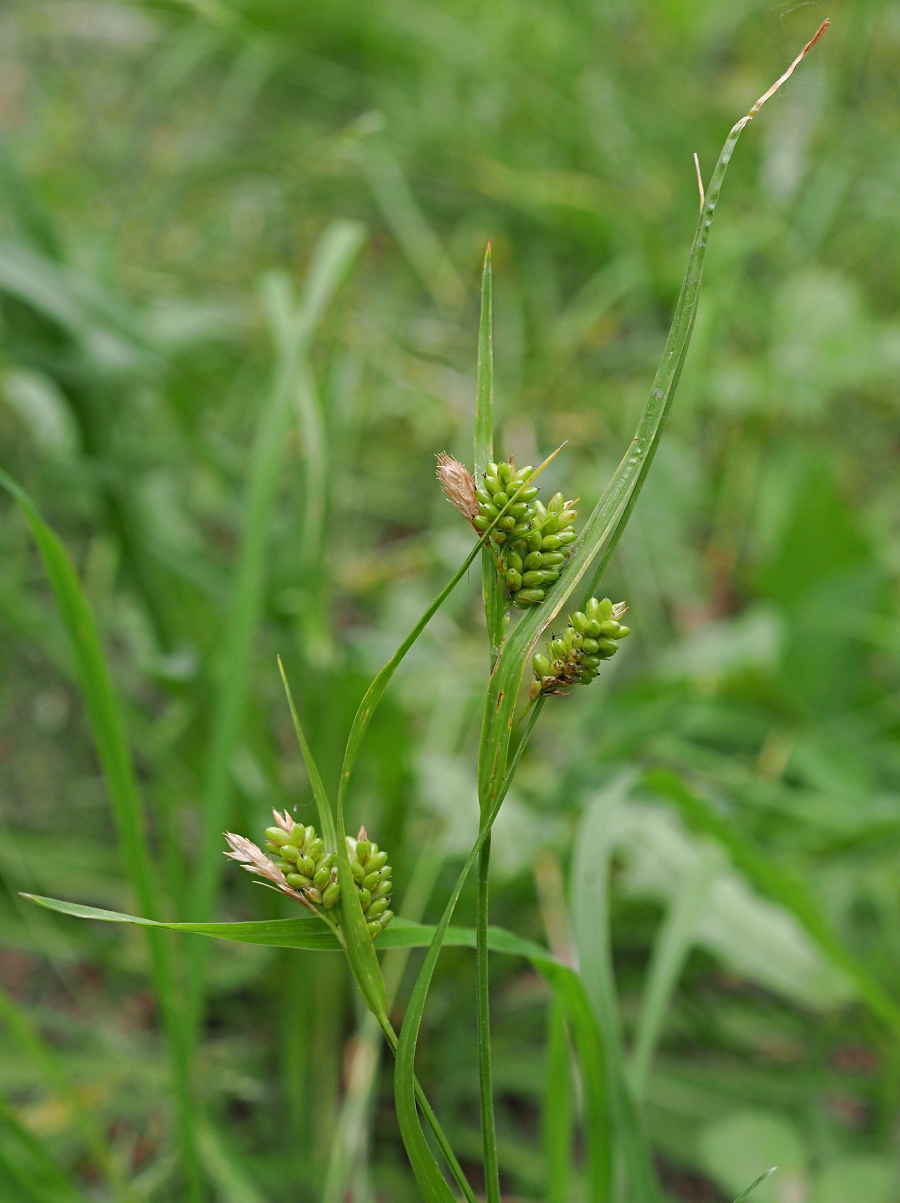 Изображение особи Carex pallescens.