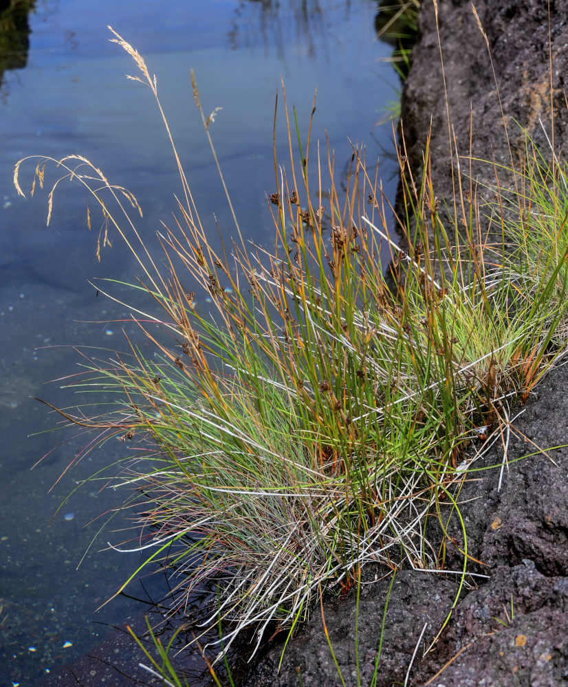 Изображение особи Juncus decipiens.