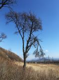 Ulmus macrocarpa