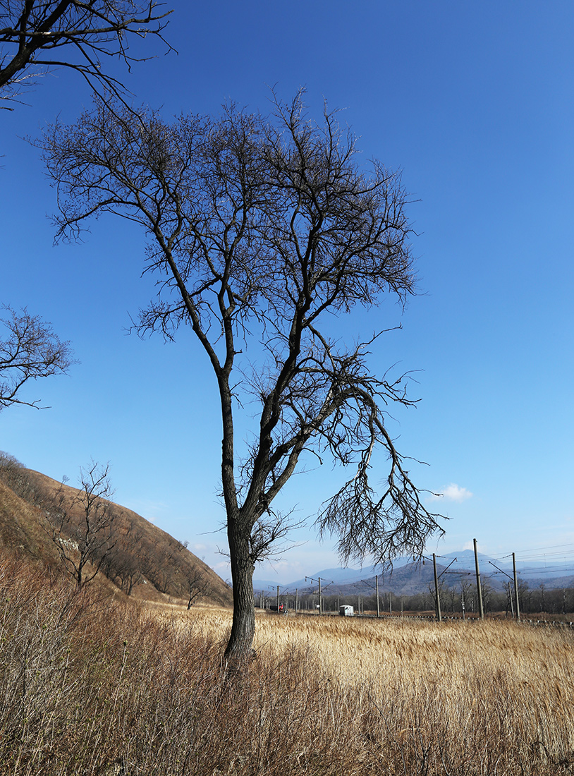 Изображение особи Ulmus macrocarpa.