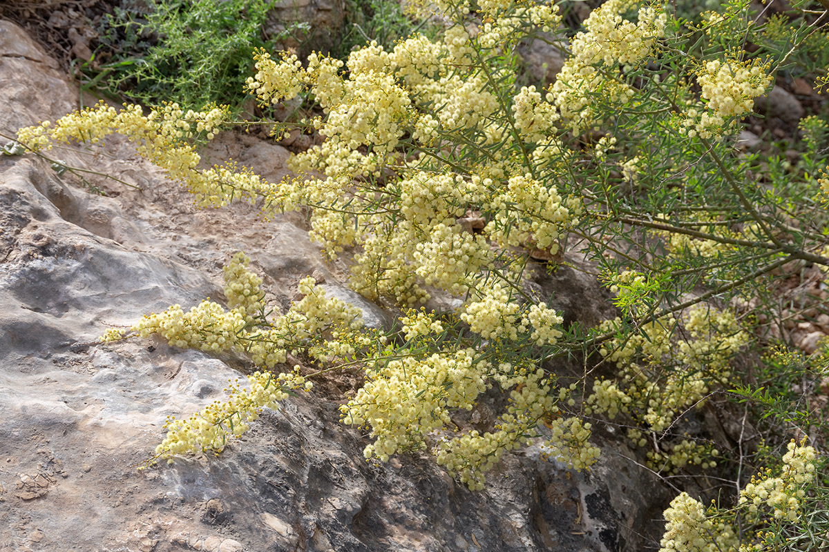 Изображение особи Acacia victoriae.