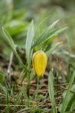 Fritillaria ophioglossifolia. Цветущее растение в каплях тумана. Краснодарский край, Апшеронский р-н, Лагонакский хр., ≈ 1600 м н.у.м., горный луг. 30.04.2024.