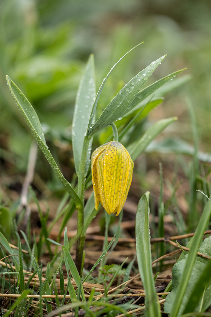 Изображение особи Fritillaria ophioglossifolia.