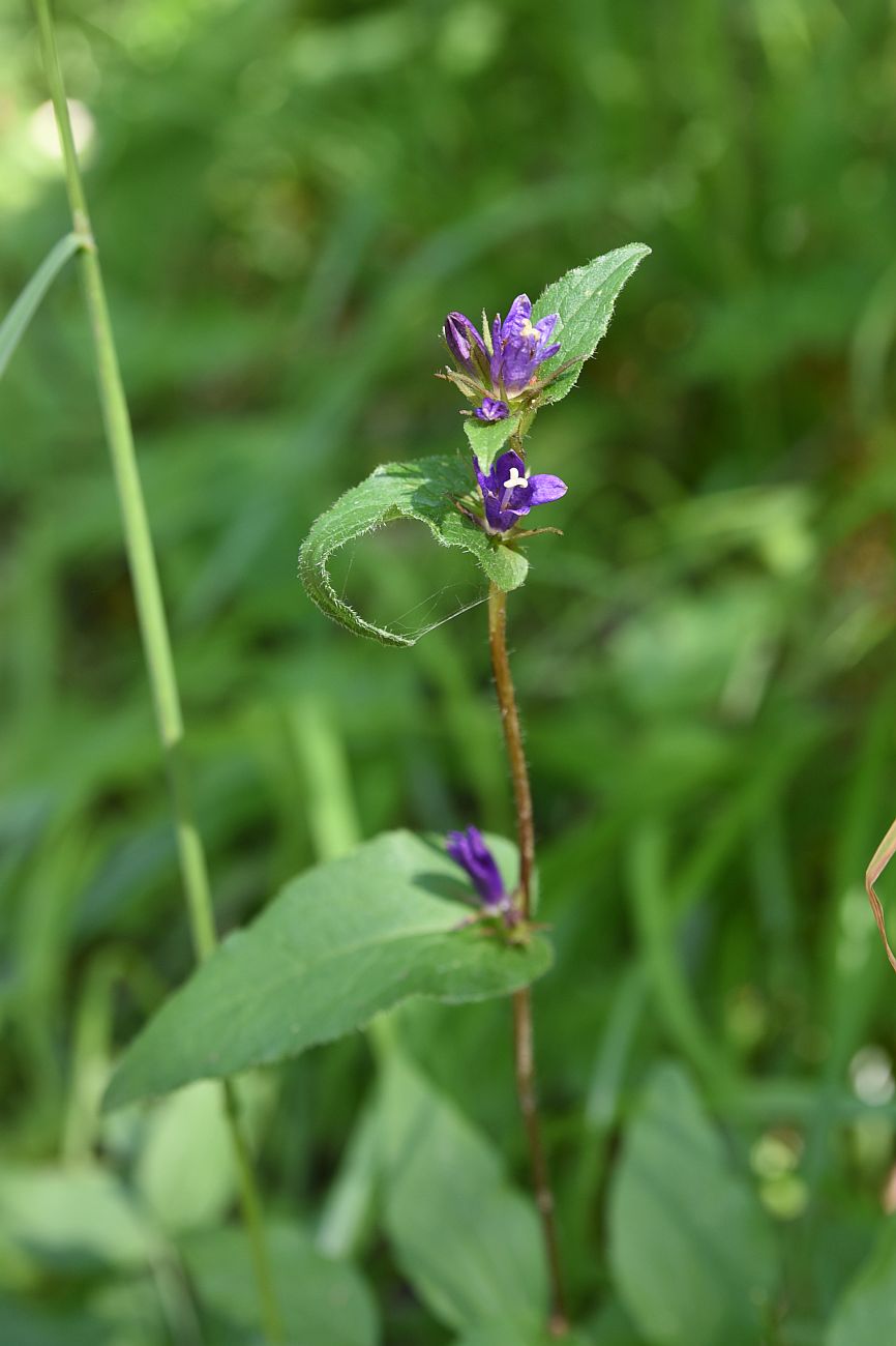 Image of Campanula glomerata specimen.