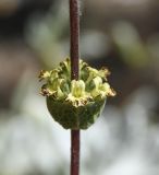 Sideritis cypria