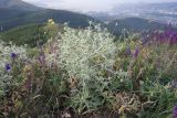 Eryngium campestre. Цветущее растение в сообществе с Salvia tesquicola. Краснодарский край, м/о г. Новороссийск, Маркотхский хр., окр. Неберджаевского перевала, остепнённый луг. 06.07.2024.