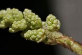 Astilbe chinensis