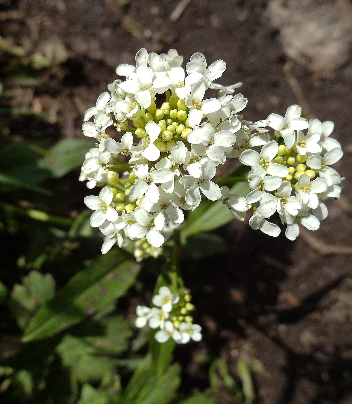 Image of Eutrema integrifolium specimen.