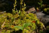 Listera cordata