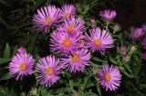 Symphyotrichum novae-angliae
