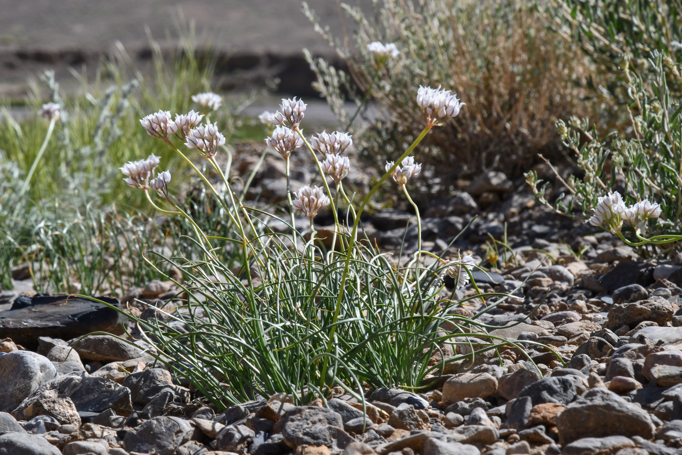 Image of Allium oreoprasum specimen.