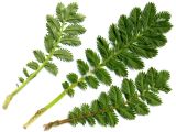 View full-size image Potentilla anserina