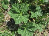 Alcea nudiflora