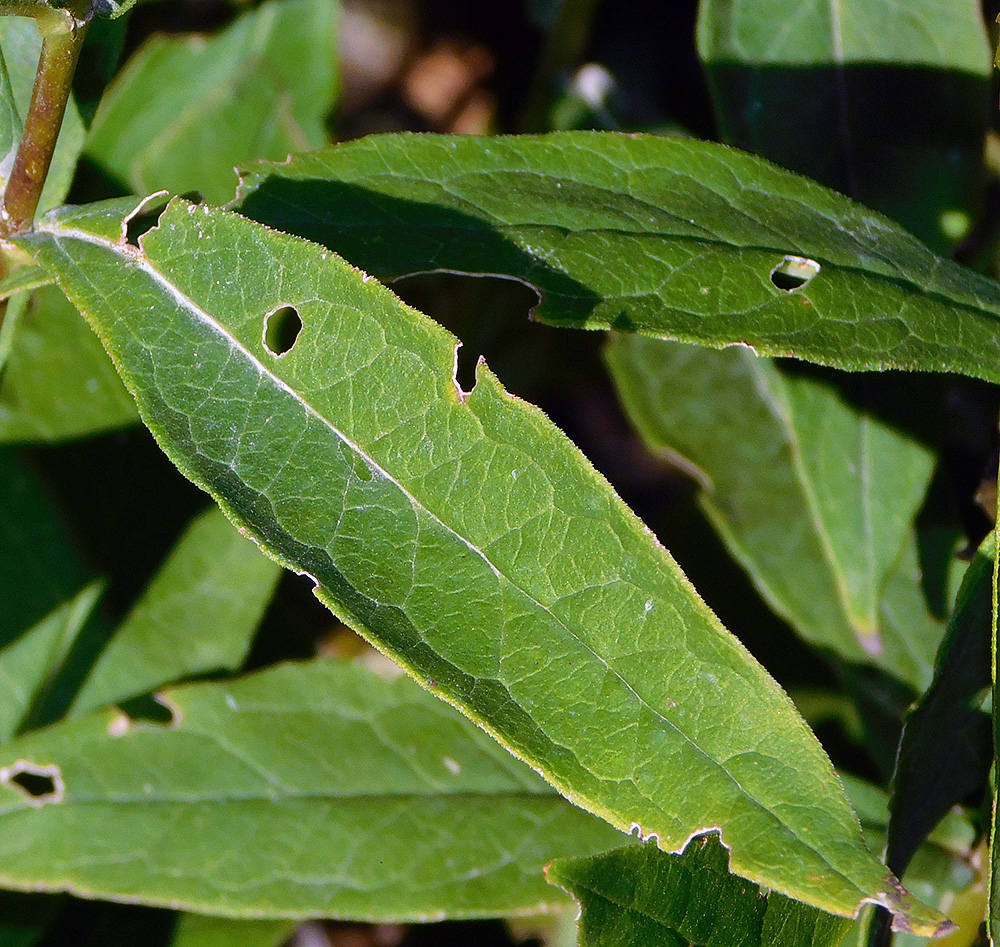 Image of Phlox paniculata specimen.
