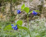 Symphytum asperum. Верхушка растения с соцветиями. Карачаево-Черкесия, Зеленчукский р-н, гора Джисса, ≈ 1400 м н.у.м., облесённая балка, у ручья. 15.06.2024.