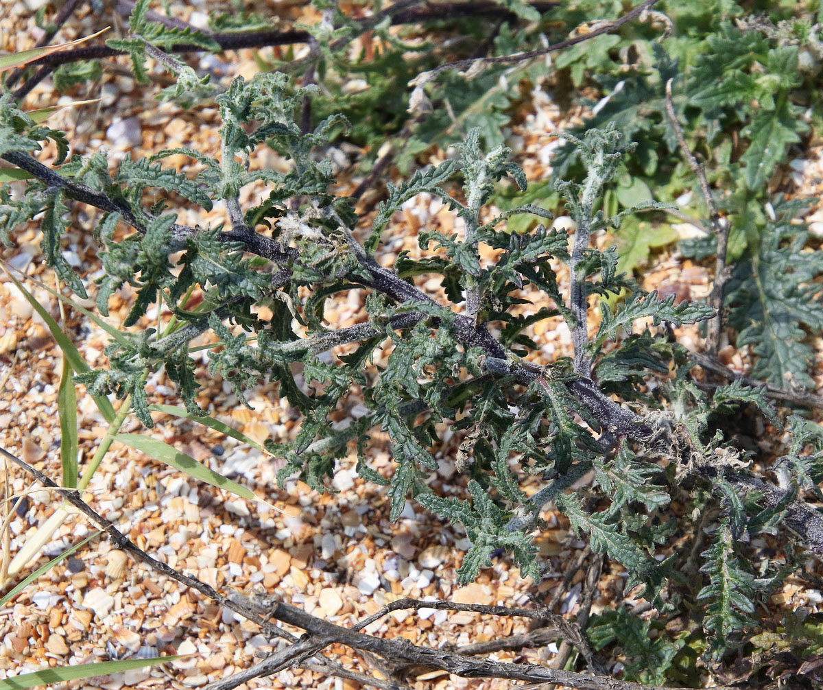 Изображение особи Verbascum pinnatifidum.