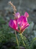 Hedysarum tauricum