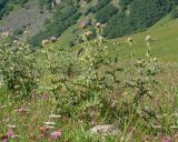 Cirsium balkharicum. Цветущее растение. Кабардино-Балкария, Черекский р-н, пер. Курноят, ≈ 2100 м н.у.м., субальпийский луг. 29.07.2024.