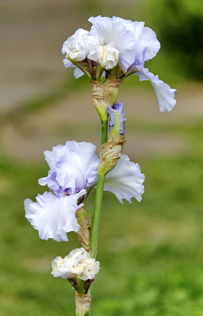 Изображение особи род Iris.
