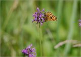 Betonica officinalis
