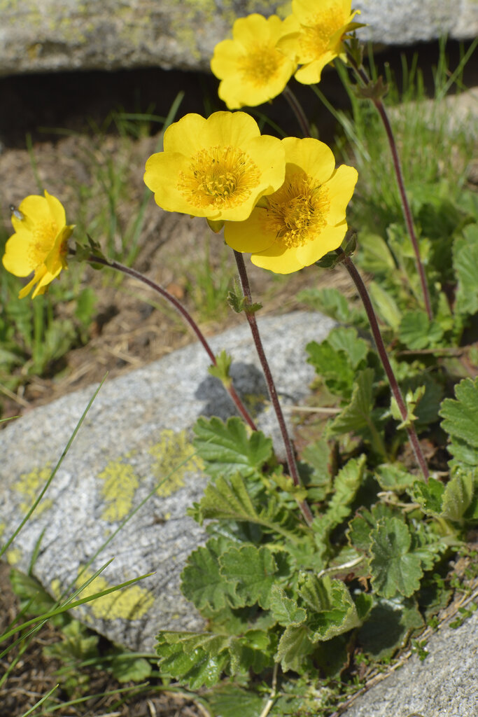 Изображение особи Oreogeum montanum.
